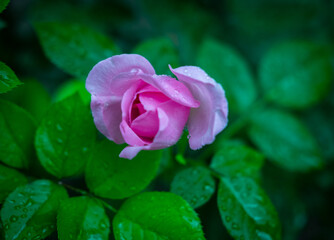Beautiful roses on a green blurred background