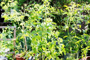 Tomatoe plants growing in flower pots during the Coronavirus Pandemic