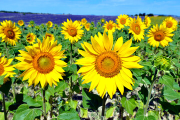 Fototapeta premium Closeup sunflowers (Helianthus annuus) on the famous Valensole plateau, a commune in the Alpes-de-Haute-Provence department in southeastern France