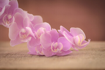 Orchideenblüten in rosa pink vor Holz Freiraum