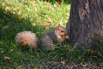 Earl Squirrel Family Breakfast