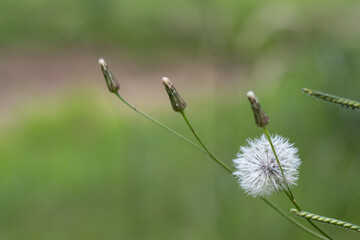 Thistle in the grass