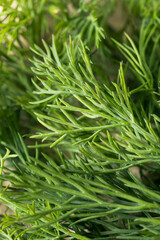 Raw Green Organic Dill Herb