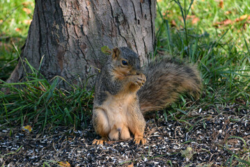 Earl Squirrel Family Breakfast