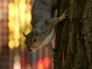 Eastern gray squirrel (Sciurus carolinensis) - grey squirell on a tree with city lights in the...