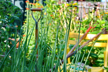 Obraz premium Garden tools and vegetables in an urban garden during the Coronavirus Pandemic