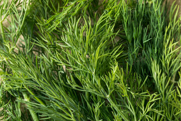 Raw Green Organic Dill Herb