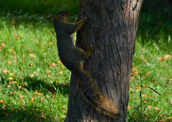 Earl Squirrel Family Breakfast