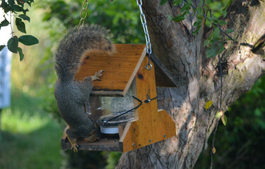 Earl Squirrel Family Breakfast
