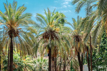 Fototapeta na wymiar Exotic Architecture And Tropical Street Palm Trees Downtown Barcelona City
