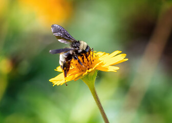 bee on yellow flower