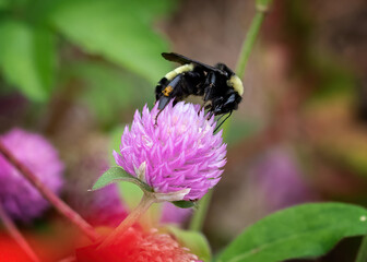 bee on a flower