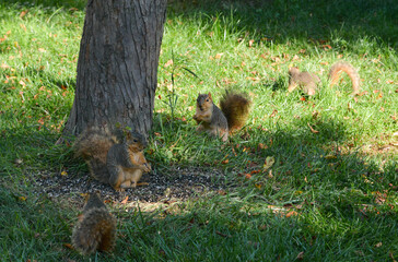 Earl Squirrel Family Breakfast
