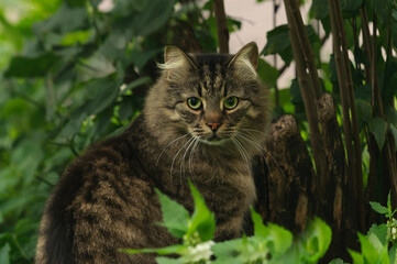 A fluffy tabby cat sits in the bushes. Close-up portrait. 