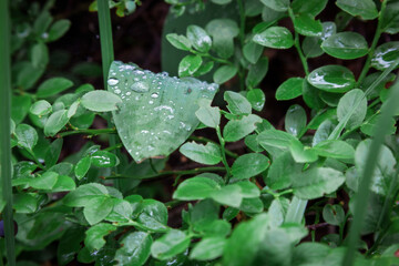 Grass and leaves with dew in the forest close-up.
