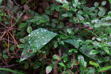 Grass and leaves with dew in the forest close-up.