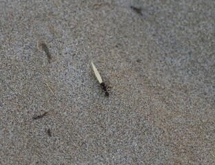 Black ant on the beach carrying a seed. Sand background. Hardworking. Selective focus
