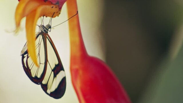 A small glasswing (Greta Oto) butterfly feeding on the nectar of a tropical flower. 