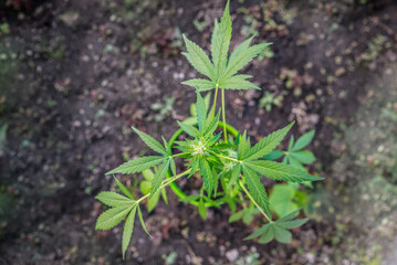 cannabis hemp bush in a greenhouse