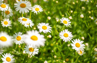 Obraz premium Field of daisies flowers. Beautiful summer nature. Summer background. Alternative medicine. summer flowers 