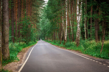 Asphalt road in the forest.