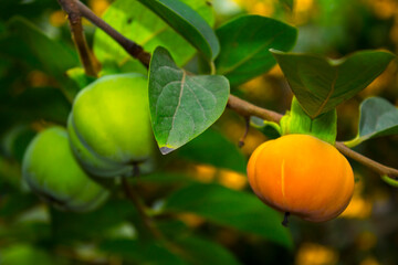 Orange persimmon kaki fruits growing on a tree in the fall. Persimmon fruits growing on a tree closeup