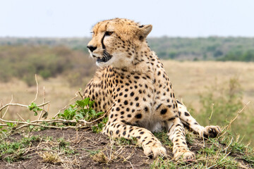 Fototapeta na wymiar Gepard liegend fels kenia ausblick