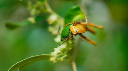 Yellowish Brown Locust (grasshopper ) in action of devouring plants