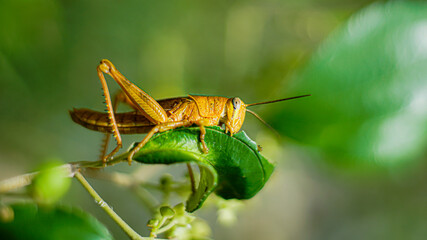 Yellowish Brown Locust (grasshopper ) in action of devouring plants