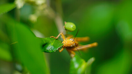 Yellowish Brown Locust (grasshopper ) in action of devouring plants