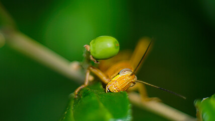 Yellowish Brown Locust (grasshopper ) in action of devouring plants