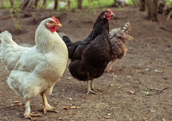 three chickens in the yard