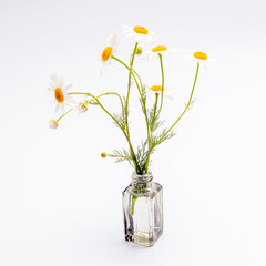 Bouquet of wild daisies in a small pharmacy bottle on a white background