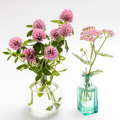 flower of a red clover clover with leaves and a stem close-up isolated on a white background