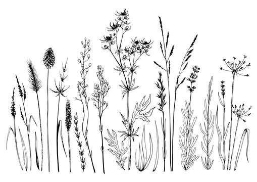 Set Of Wild Meadow Herbs And Flowers.