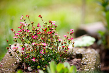 close up of beautiful blooming blossoms in a lovely small garden in the spring 