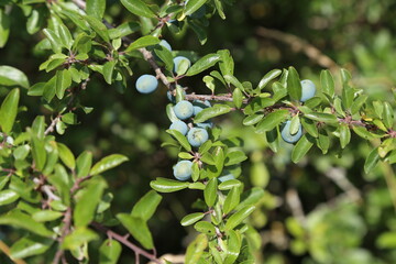 Blackthorn branch with ripening berries and green leaves