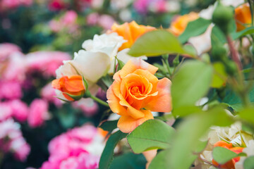 Rosary. Magnificent bushes of blooming orange roses. Selective focus