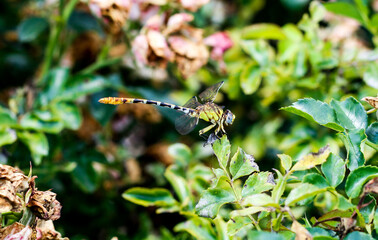 Dragonfly