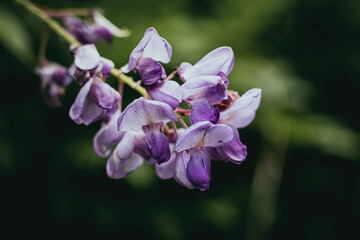Glycine de Chine ou wisteria sinensis - Jolie fleur couleur mauve violet pastel