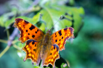 orange butterfly stands on a green leaf