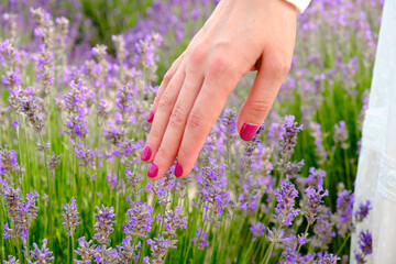 Womans hand touching purple lavender flowers with copy space. Female touching the tops of lavender in blossom.