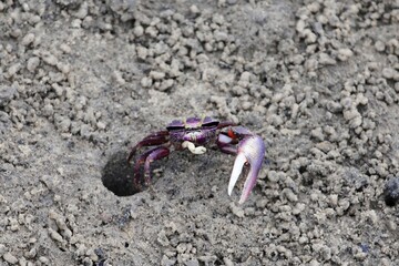 A fiddler grab, Uca tangeri, on a mudflat