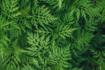 Green leaves of plants in the garden, natural green background.