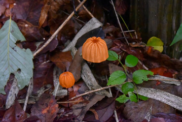 ハリガネオチバタケ