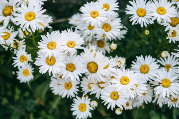Beautiful blooming chamomile in the garden. Floral background