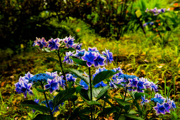 大神の紫陽花