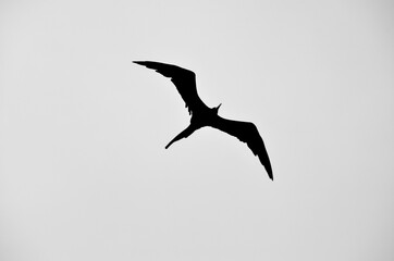 Frigatebird over the Caribbean Sea Black and White
