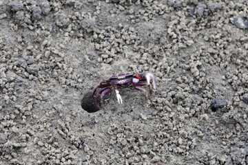 A fiddler grab, Uca tangeri, on a mudflat