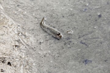 An Atlantic mudskipper, Periophthalmus barbarous, on a mudflat